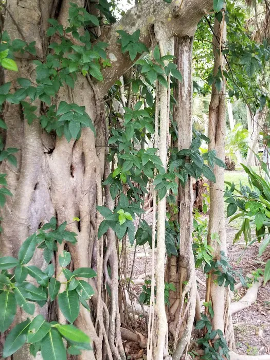 A Garden Walk Picture 9