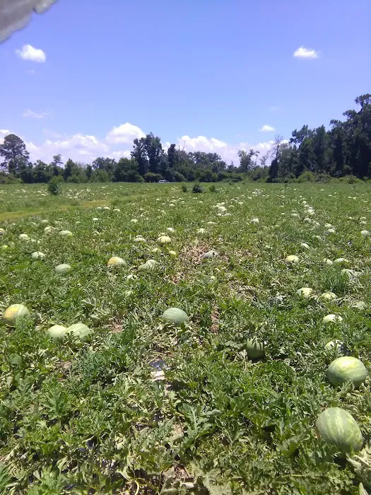 Benbow Village Picture 5