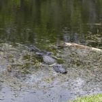 Casablanca RV Mobile Home