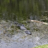 Casablanca RV Mobile Home ico