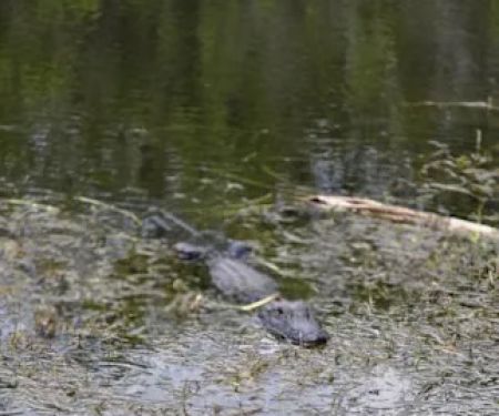 Casablanca RV Mobile Home