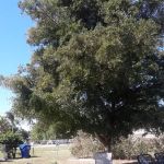 Tropical Mobile Home Village