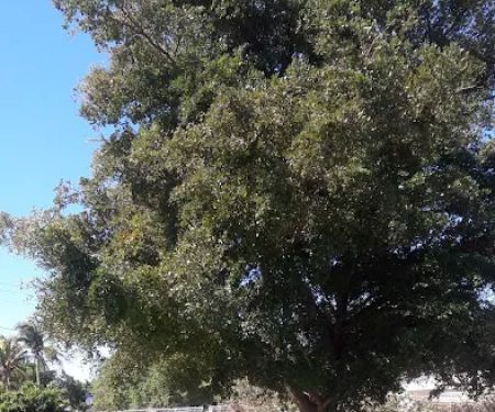 Tropical Mobile Home Village