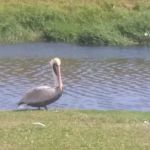 Summer Breeze RV Park