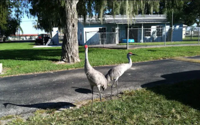 Okeechobee Lake RV Park Picture 3