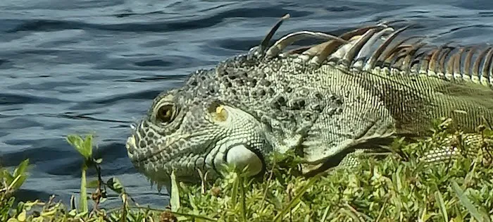 Lakeside Mobile Home Park Picture 2