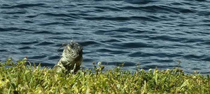 Lakeside Mobile Home Park Picture 3