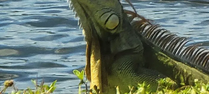 Lakeside Mobile Home Park Picture 9