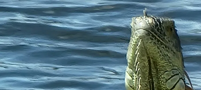 Lakeside Mobile Home Park Picture 8