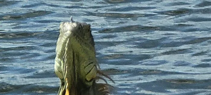 Lakeside Mobile Home Park Picture 7