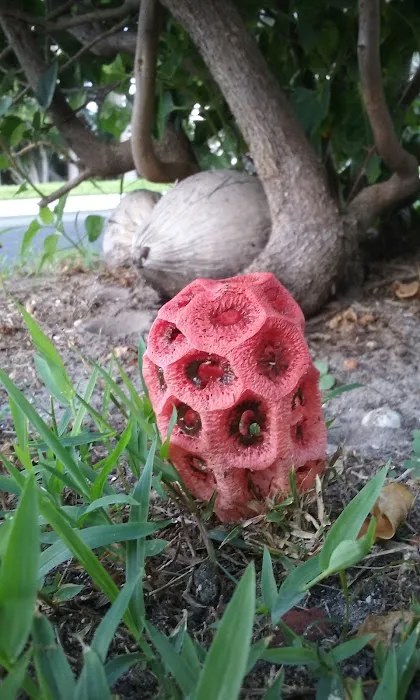 Palm Beach Colony Picture 7