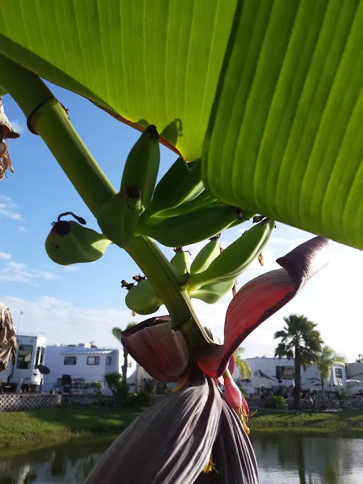 Big O RV Resort (55 plus) Picture 10