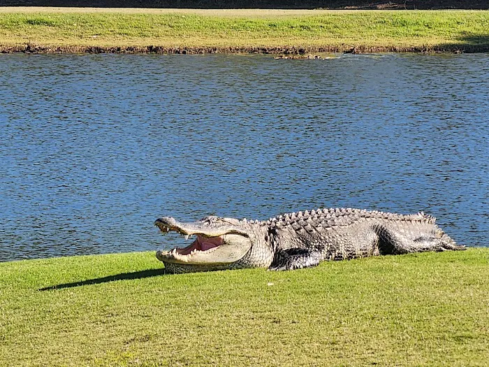 Live Oak RV Resort & Golf Course Picture 8
