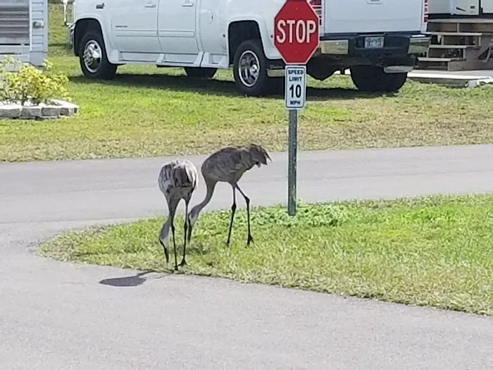 Live Oak RV Resort & Golf Course Picture 7
