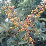 Palm Beach MHP, LLC.