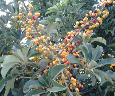 Palm Beach MHP, LLC.