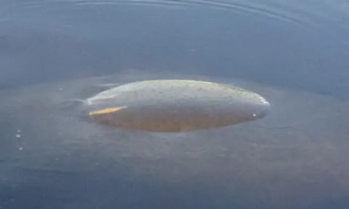 Mobile Manor Inc Picture 3