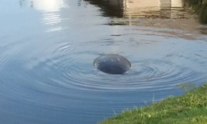 Mobile Manor Inc Picture 4