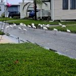 Mariner's Cove Park - Home Owners Association