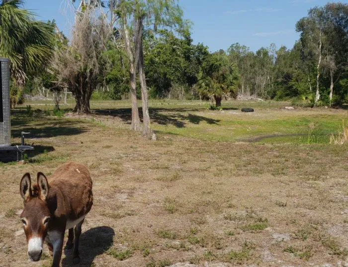 Bonita St James Village Picture 5