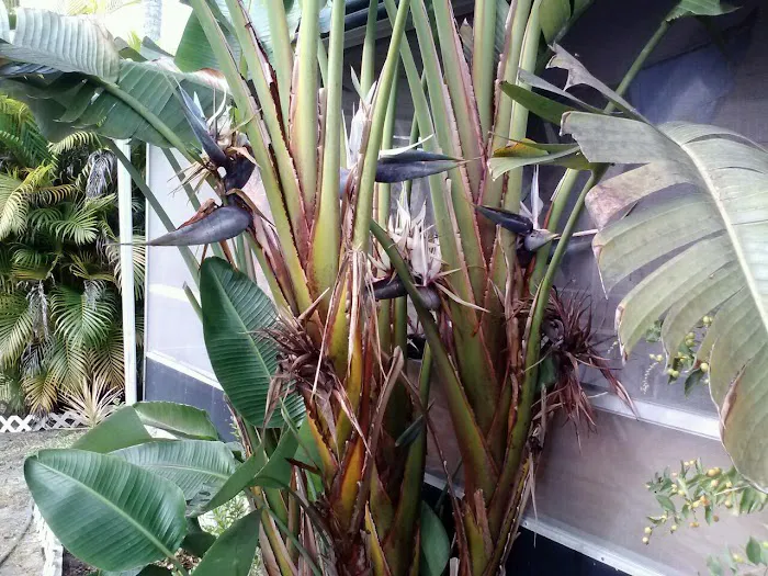 Palm River Village Picture 8