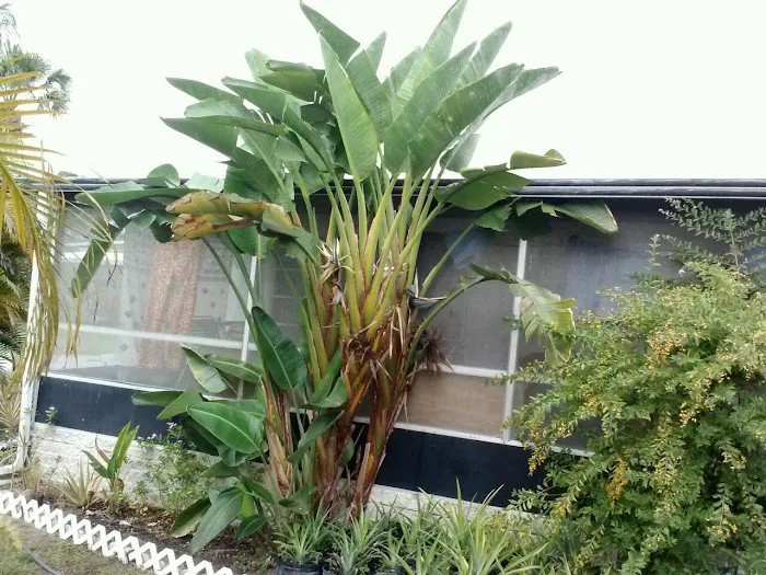 Palm River Village Picture 6