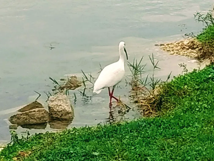 Palmetto Palms RV Resort Picture 6
