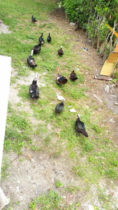 Whispering Pines Picture 8