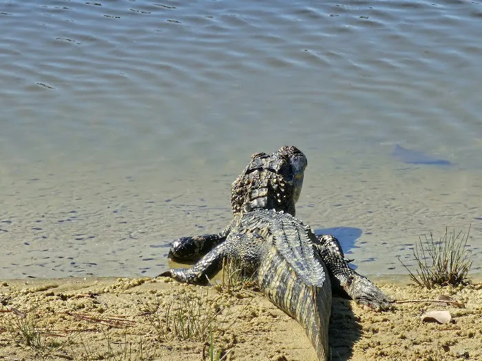 Tara Woods Picture 5