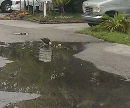 Holiday Village Mobile Home