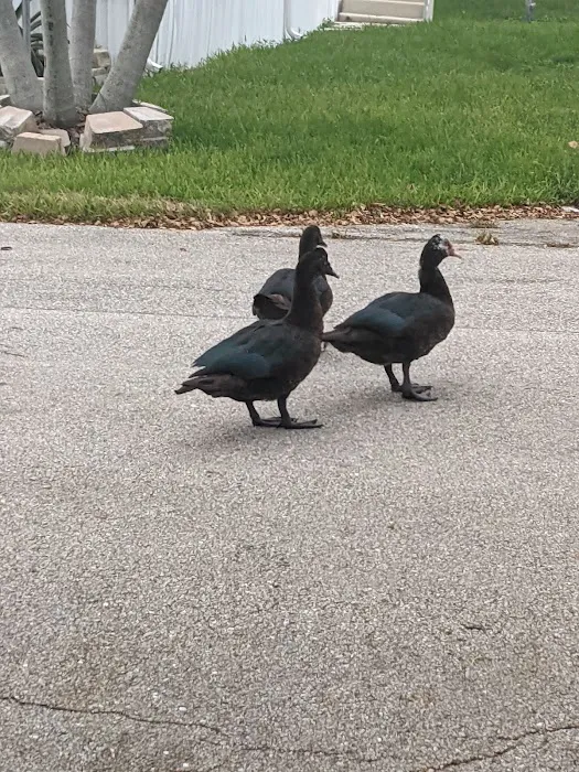 Sunshine Village Davie Picture 8