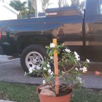 Silver Palm Place ico