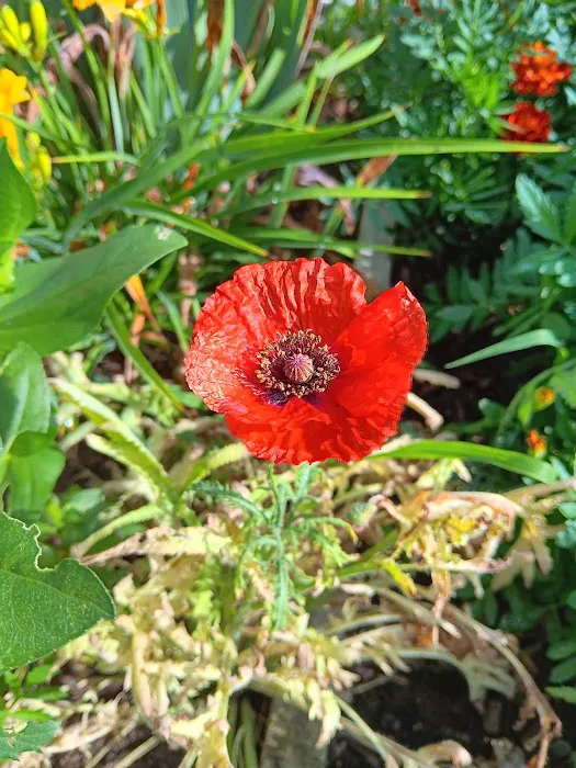 Arlington Acres MHP Picture 10