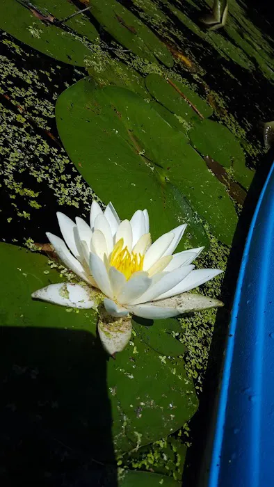 Maple Meadows Picture 4