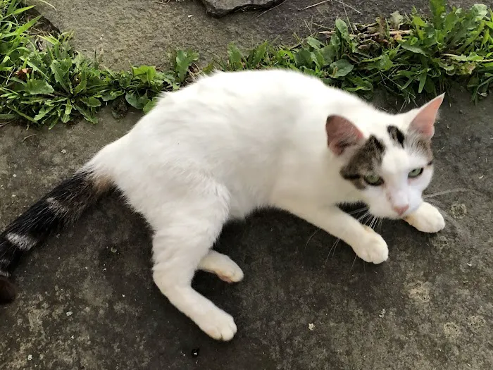 Pattersonville Mobile Homes Picture 4