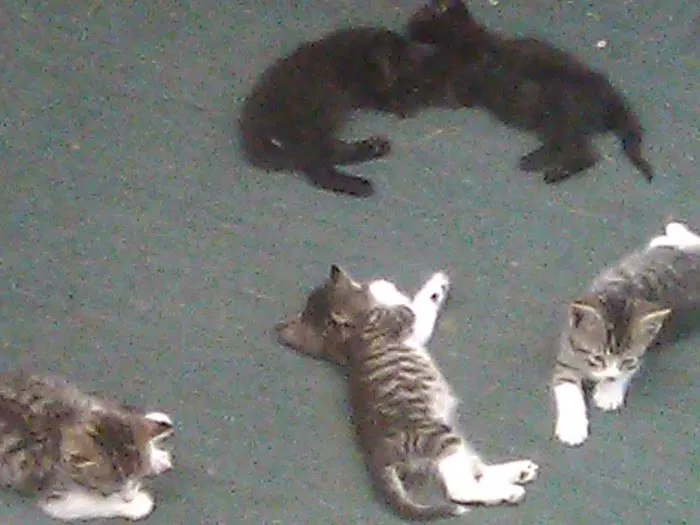 Pattersonville Mobile Homes Picture 1