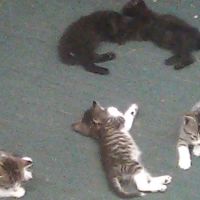 Pattersonville Mobile Homes ico