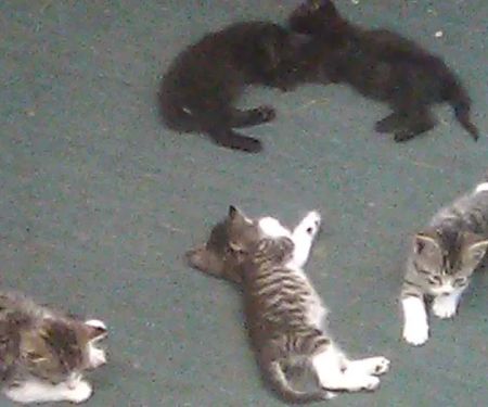 Pattersonville Mobile Homes