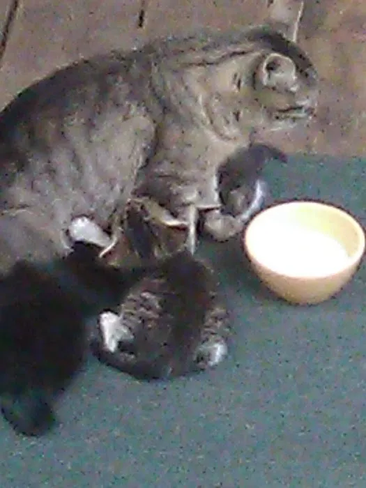 Pattersonville Mobile Homes Picture 6