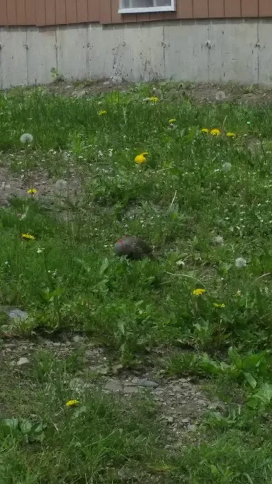 Pattersonville Mobile Homes Picture 7