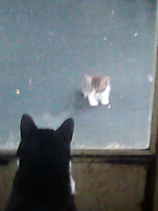 Pattersonville Mobile Homes Picture 5