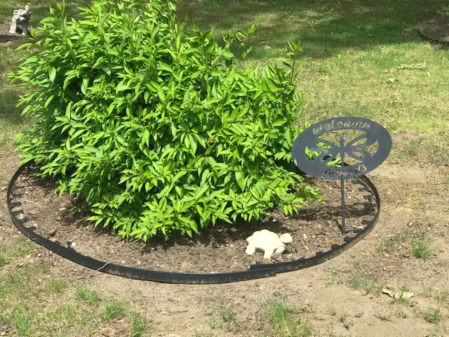 White Birch Estates Picture 8