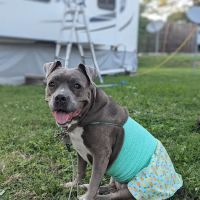 Orems Trailer Park ico
