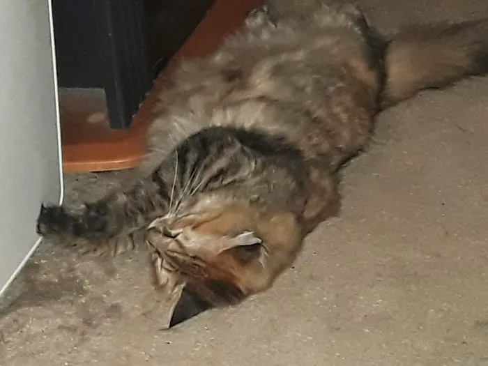 Golden Ring Forty Picture 1