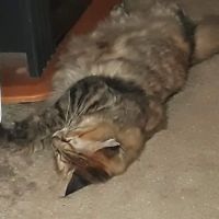 Golden Ring Forty ico