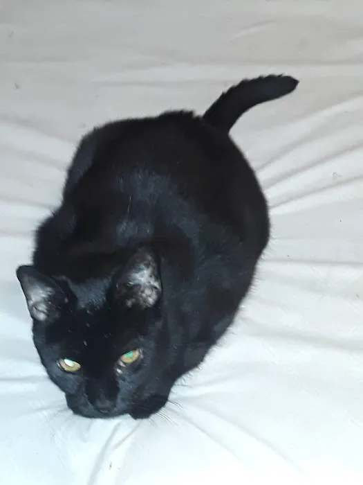 Golden Ring Forty Picture 3