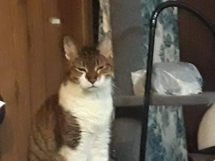 Golden Ring Forty Picture 2