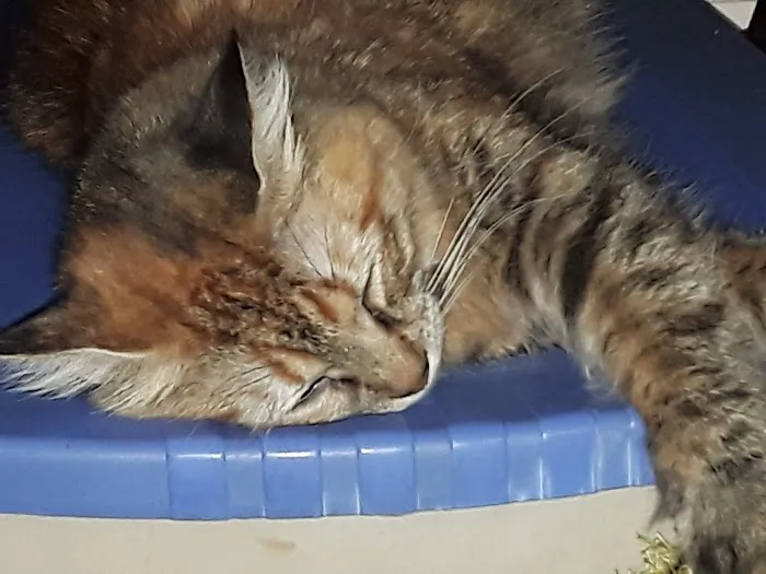 Golden Ring Forty Picture 5