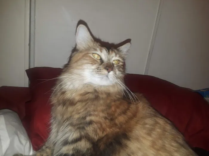 Golden Ring Forty Picture 4