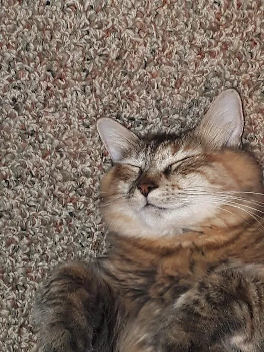 Golden Ring Forty Picture 6